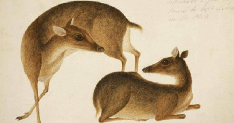 indonesiantranslationservice.com