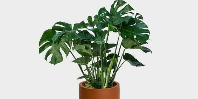 greeneryunlimited.co