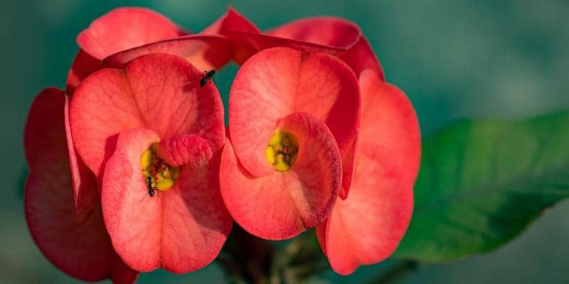 Agar Berbunga, Ini Dia 5 Tips Menanam Euphorbia di Rumah