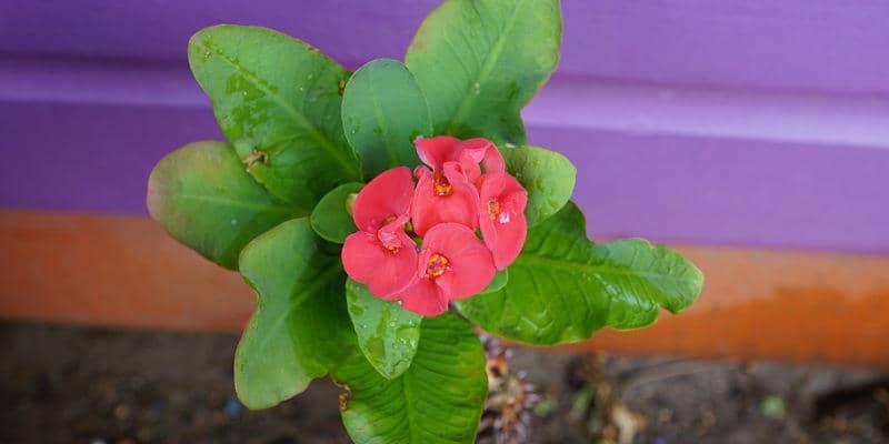 Pixabay/photosforyou