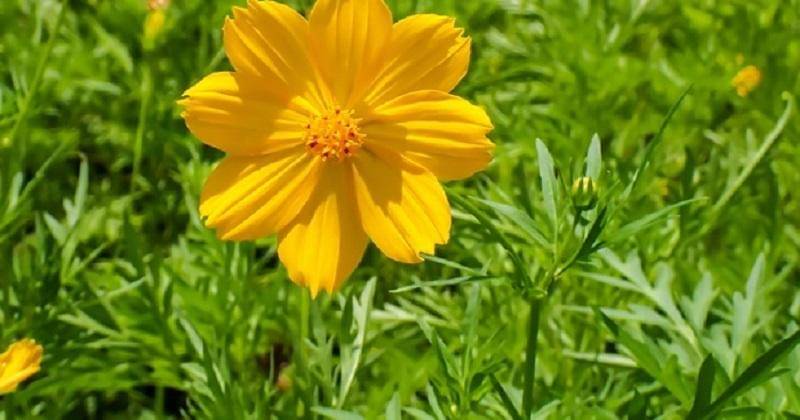 daun kenikir - Freepik