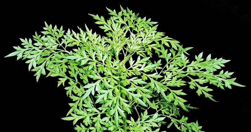 daun kenikir - monaconatureencyclopedia.com