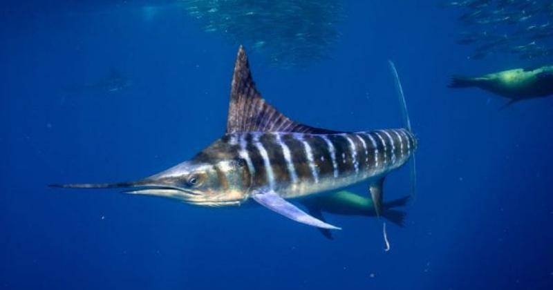 oceanographicmagazine.com