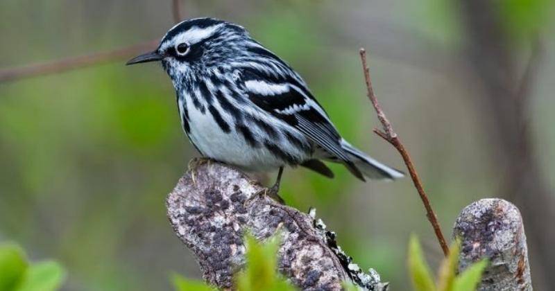 birdwatchingdaily.com