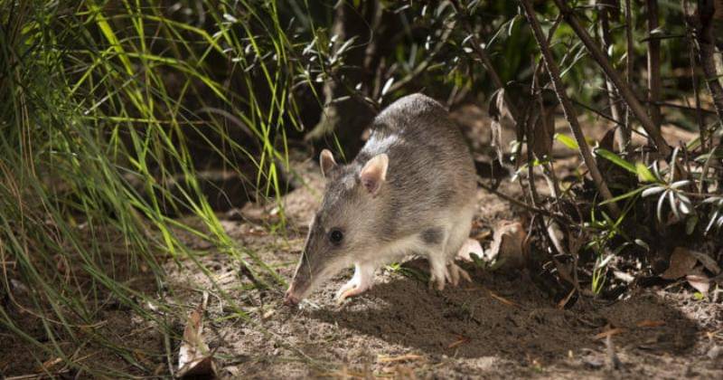 australiangeographic.com