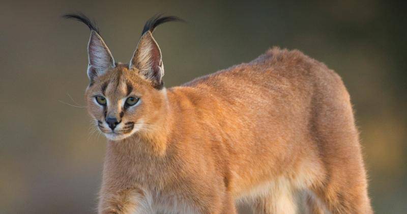 animals.sandiegozoo.org