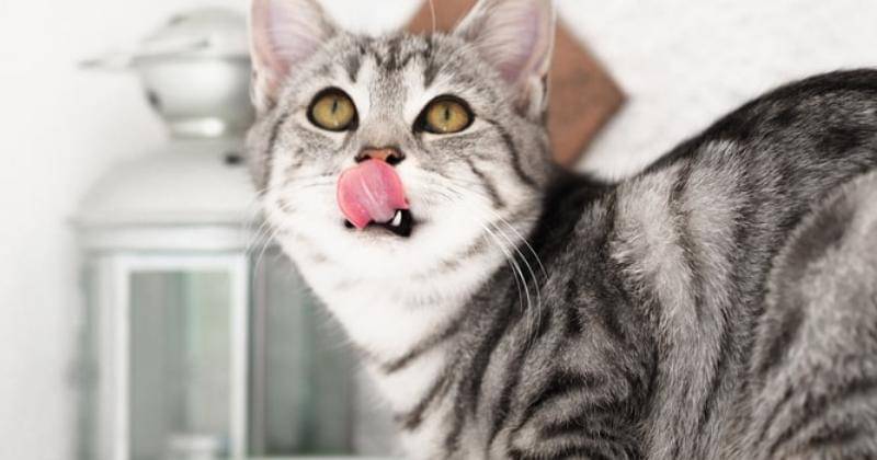 Unsplash/Laura Chouette