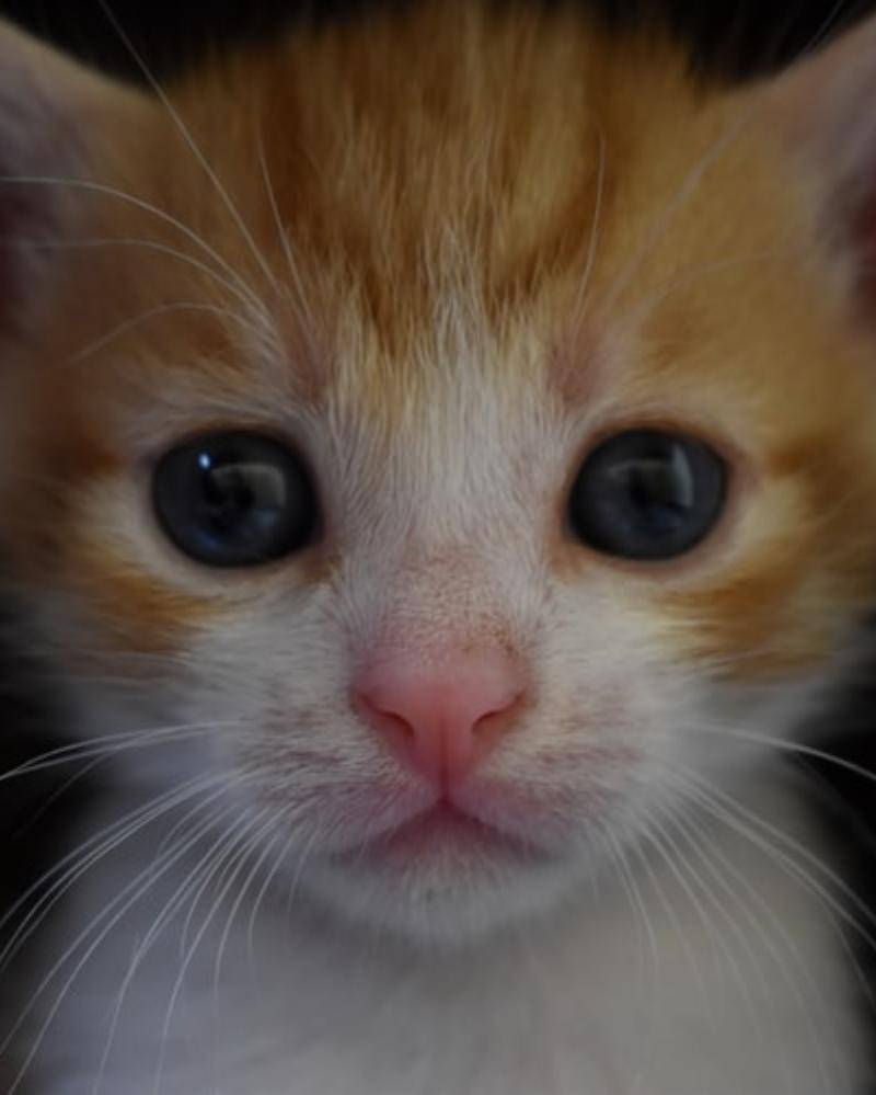 Unsplash/Zoritsa Valova