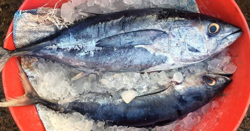 Unsplash/Dean Gonsalves