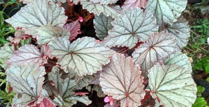 tokopedia.com/plant-shop