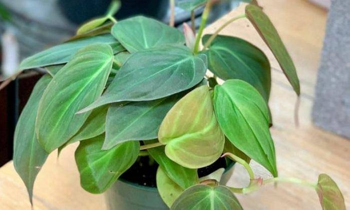 tokopedia.com/zaman-garden