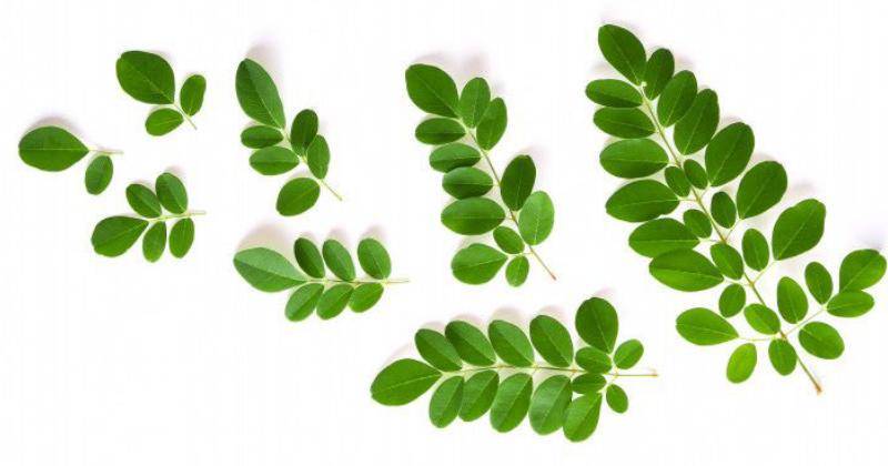 6 Resep Olahan Daun Kelor untuk Tingkatkan Kesuburan saat Promil