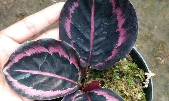 tokopedia.com/taman-indah-2