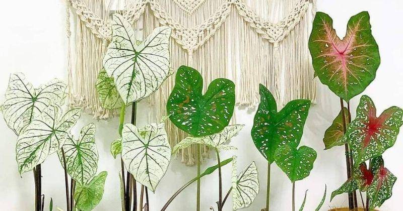 Instagram.com/liadeweez