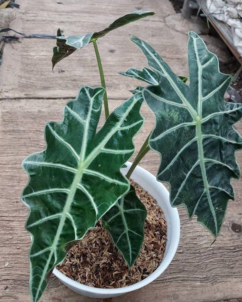 Instagram.com/antika.anggrek