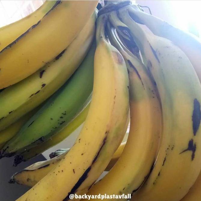 Instagram/backyardplastavfall's