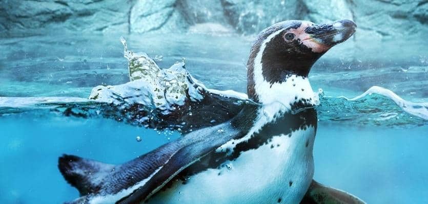 Dok. Jakarta Aquarium