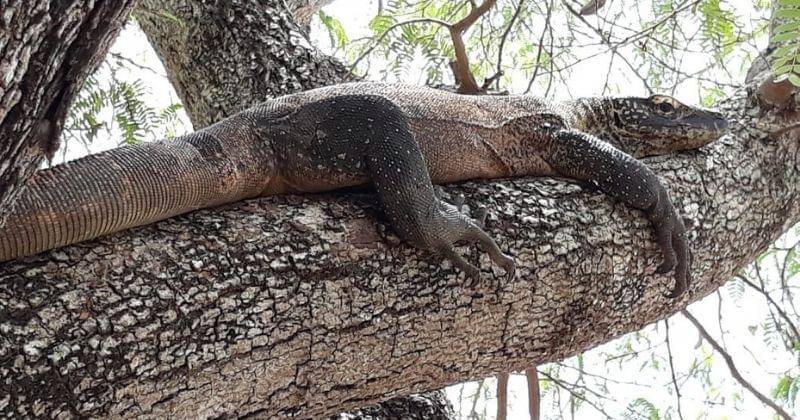 Instagram.com/tamanasionalkomodo