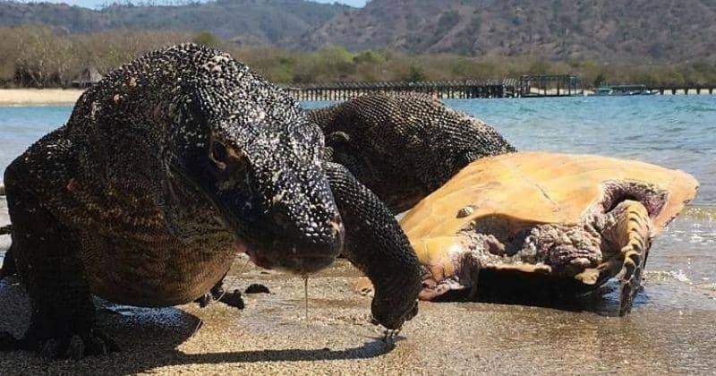 Instagram.com/tamanasionalkomodo