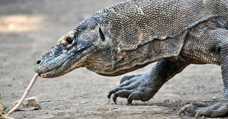 Instagram.com/harleysastha