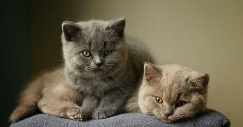 Unsplash/René Peters