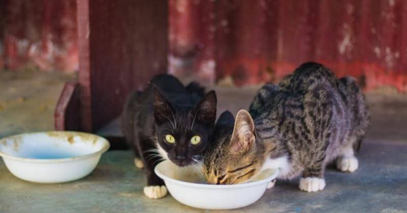 Unsplash/Bonnie Kittle