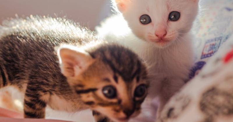 Unsplash/Halanna Halila