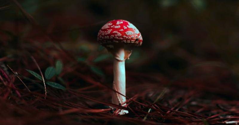 Unsplash/Timothy Dykes