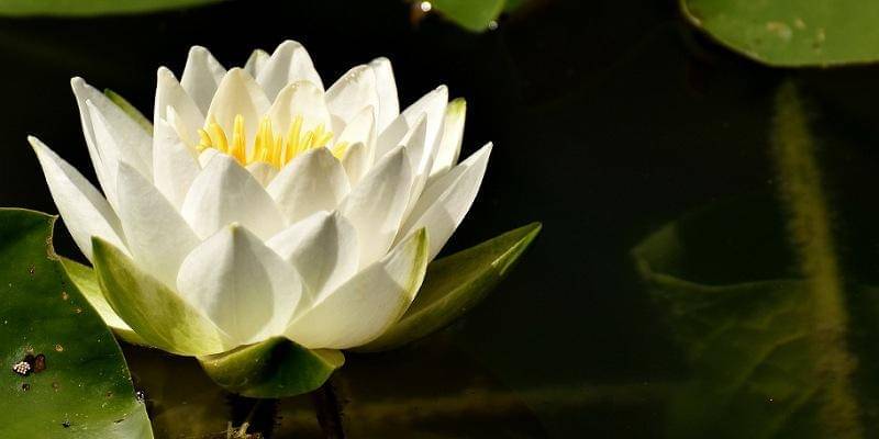 Pixabay/Alexas_Fotos