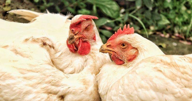 Unsplash/IPJYOTI DEKA