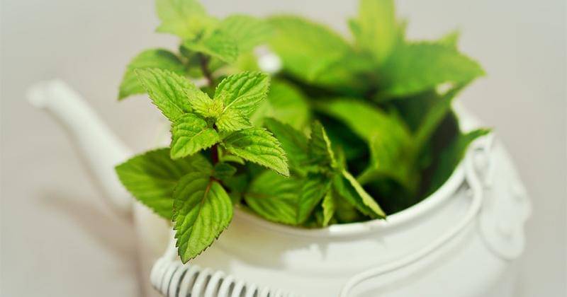 Pixabay/congerdesign 