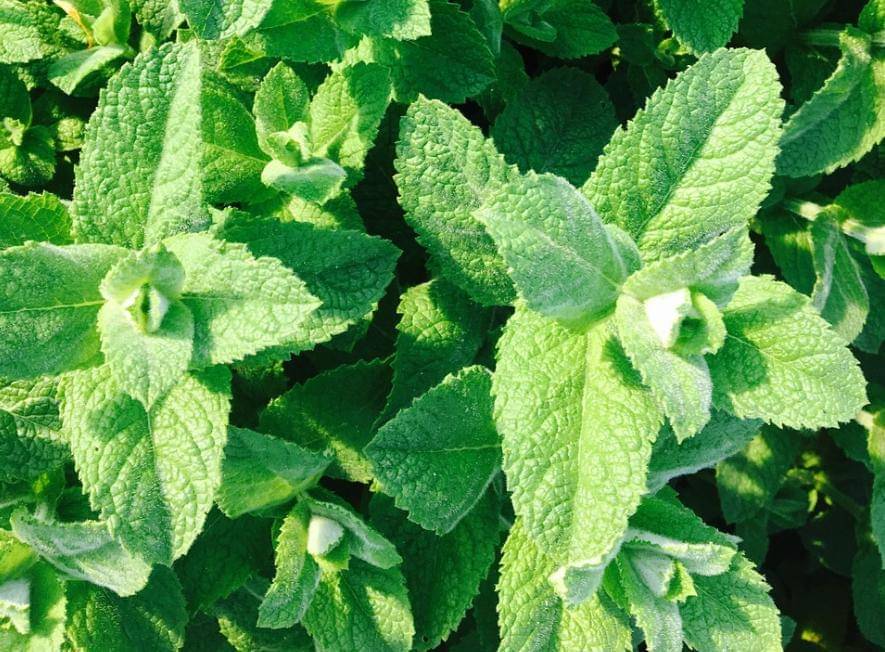 Pixabay/photosforyou