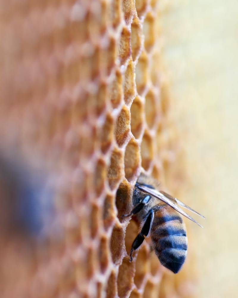 Unsplash/Wolfgang Hasselmann