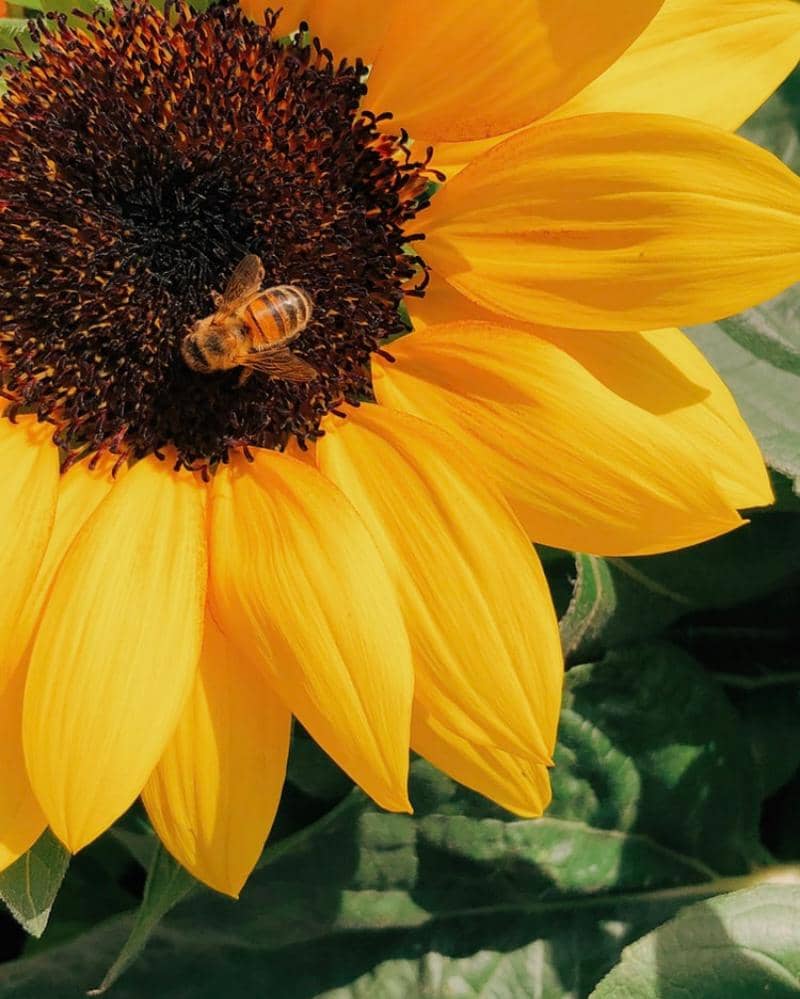 Unsplash/Behzad Ghaffarian