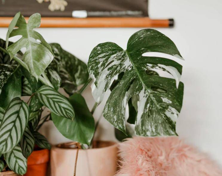 Unsplash/@magali_merzougui