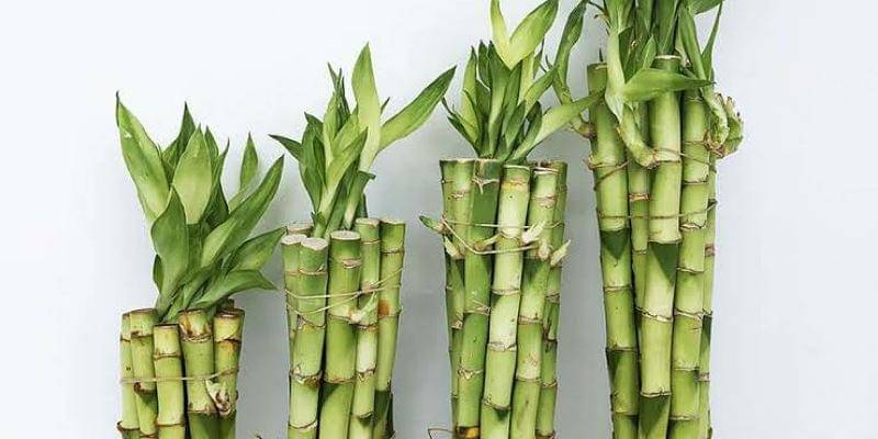 taisonhorticulture.com