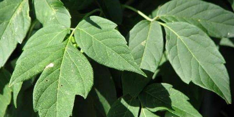 agroforestrysolution.com