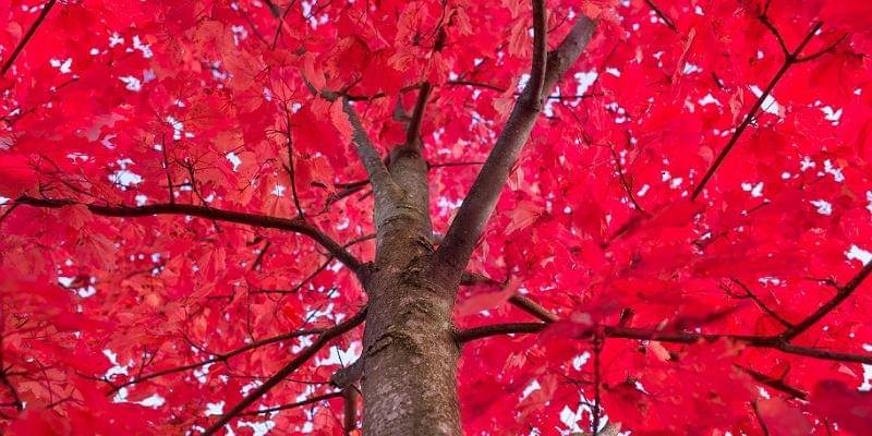 Pixabay/Skitterphoto