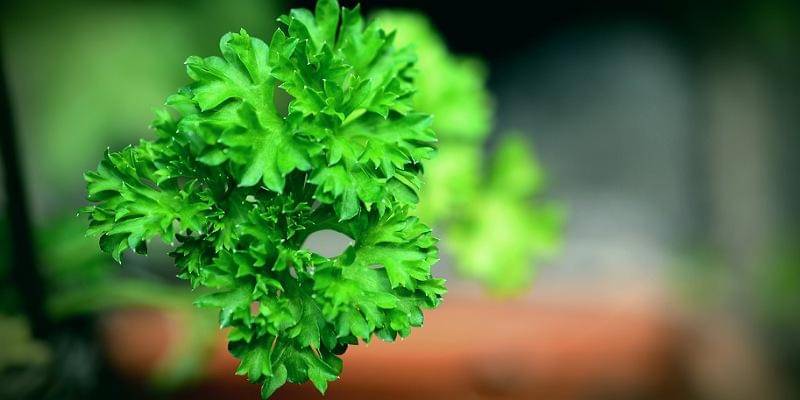 Pixabay/congerdesign