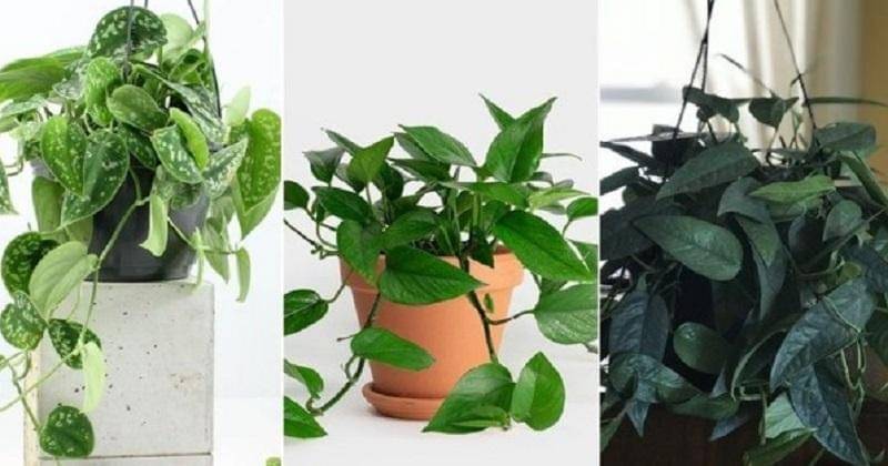 bloomboxclub.com, greeneryunlimited.co, indoorhomegarden.com