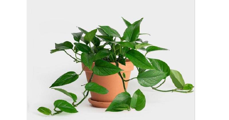 greeneryunlimited.co