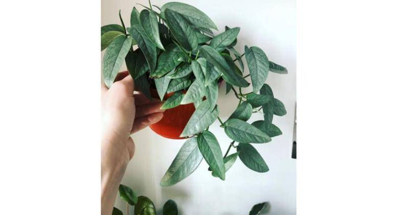 indoorhomegarden.com