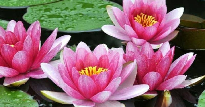 ​​​​​​​tokopedia.com