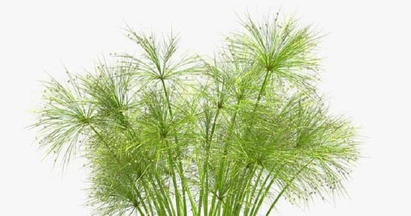 ​​​​​​​tokopedia.com