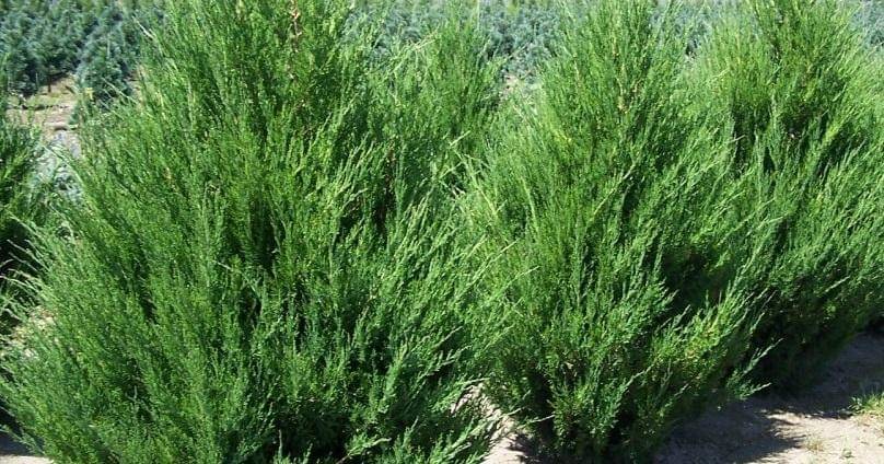 twinspringsnursery.com