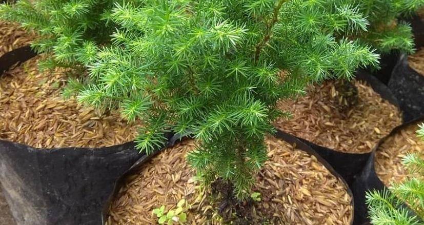 instagram.com/hydroponikazzahra