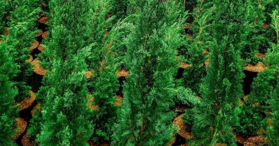 instagram.com/tanaman.hias.bandung