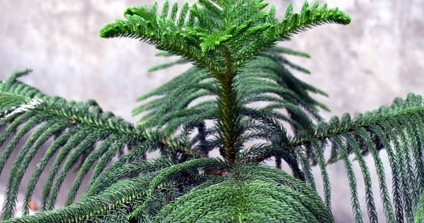 pixabay.com/SandeepHanda-5704921