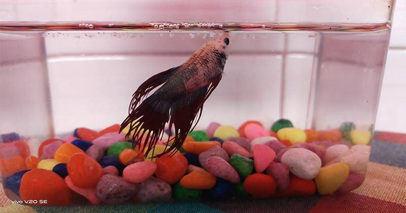 This article supported by vivo as Official Journalist Smartphone Partner IDN Media
- Popmama.com/Denisa