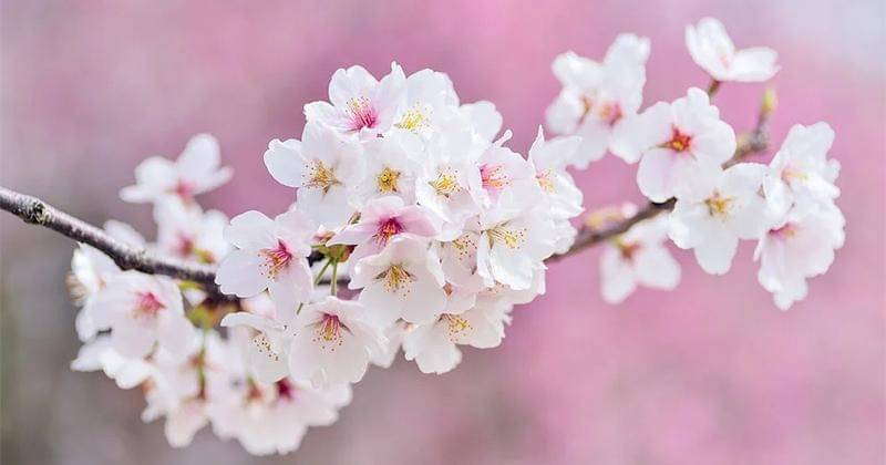 Pixabay/shell_ghostcage 